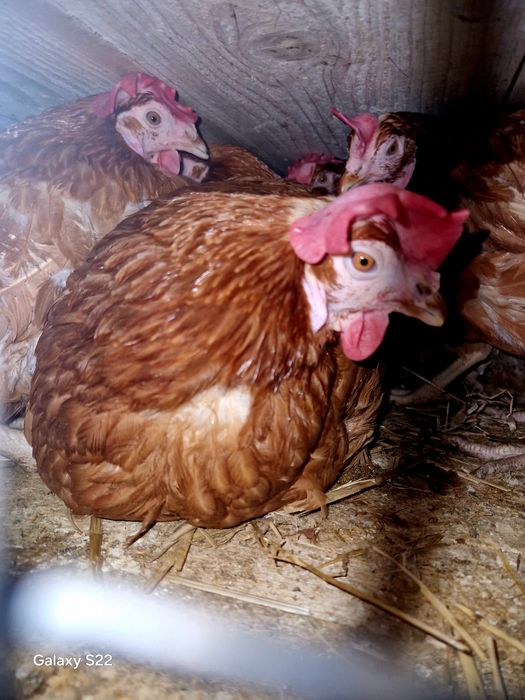 Gaiani outoare plin ciclu de ouat