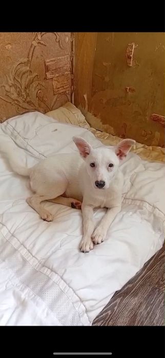 Отдаем в хорошие руки щенят