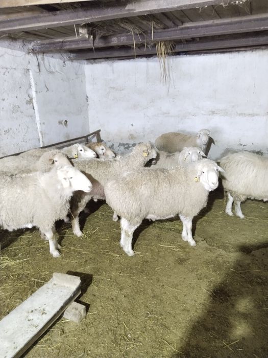 Кошкар.. Кошкар кошкар