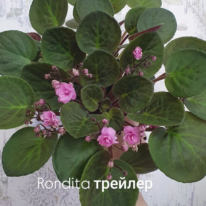 Продам сортовые фиалки