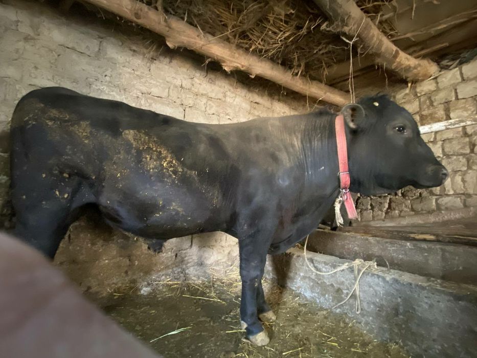 Зотли тоза Ангус навос сотилади 1 ёшдан ошди