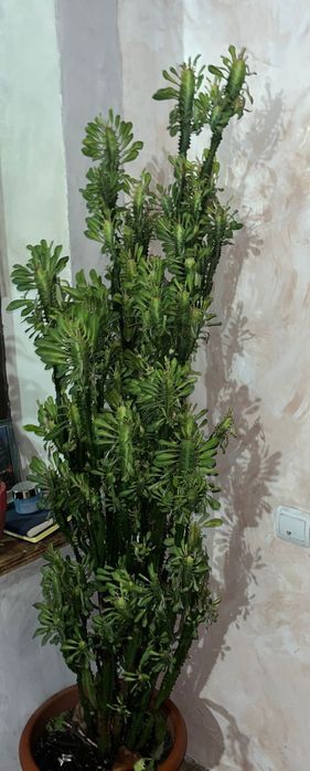 Комнатные цветы ..