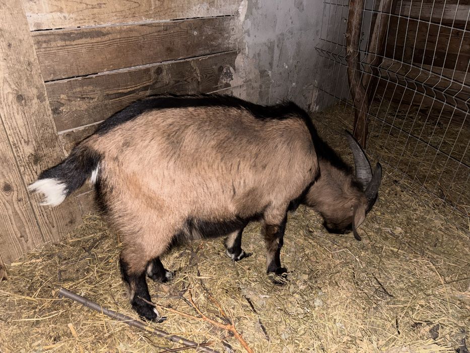 Tap de vanzare.  Are mama alpina franceza si tata anglonubian