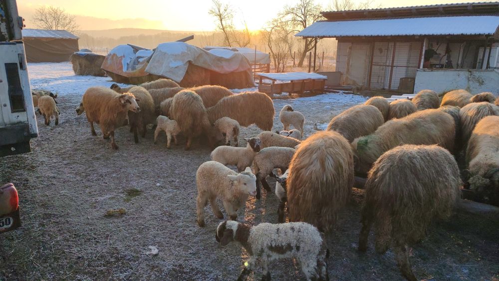 Vând  45 de oi cu miei