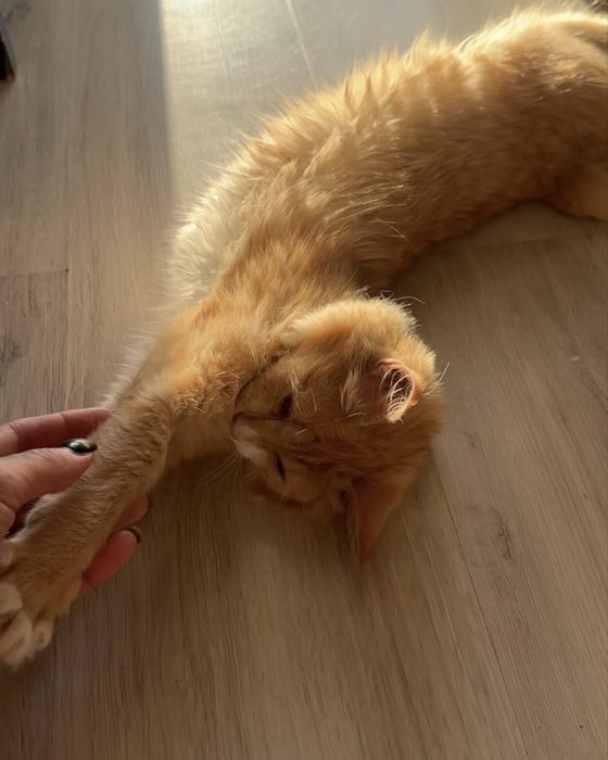 Кошечка ищет своего человека (СРОЧНО!)