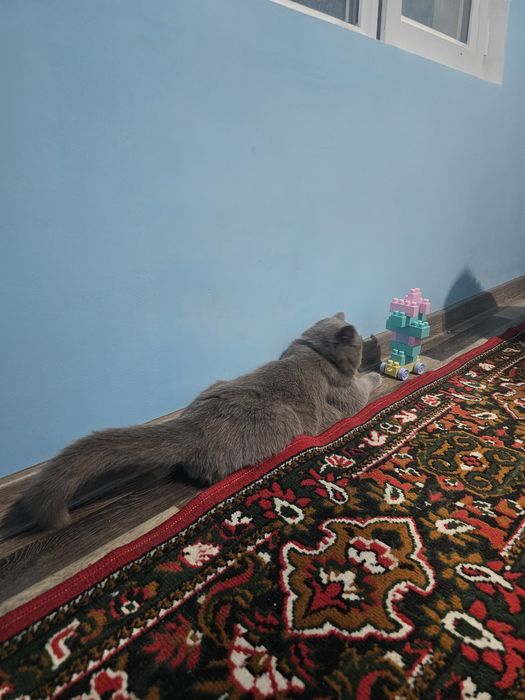 Домашний персидский кот