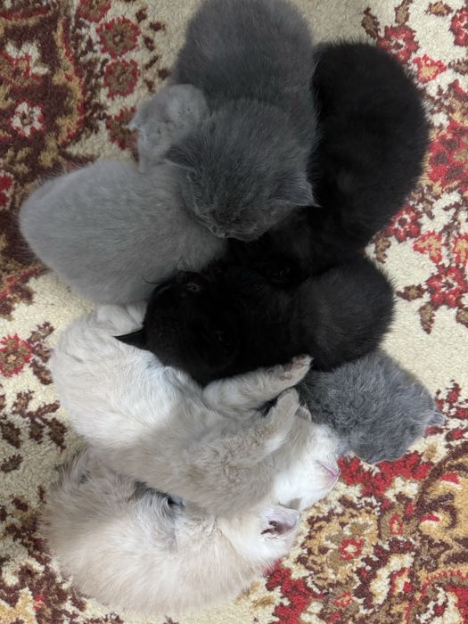 Продаются замечательные котята !