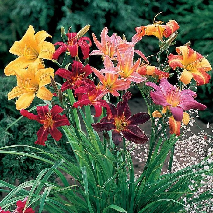 Как выглядит цветок лилейник фото Как выглядит цветок лилейник фото