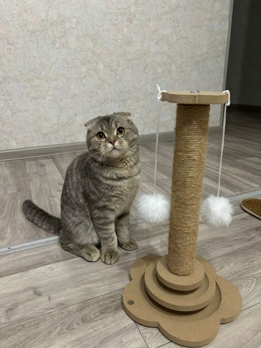 Веслаухая кошка  50к