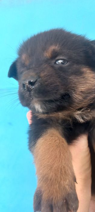 Отдам в добрые руки