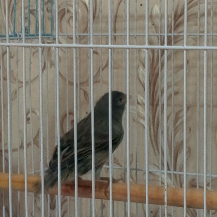 Продаются молодые канарейки самцы