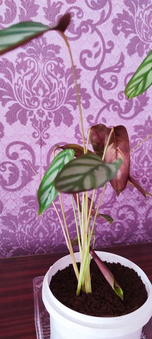 Ктенанта, Калитея, спатифиллум.