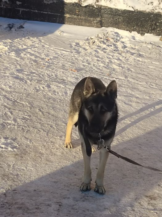 Вязка ВЕО 3 года