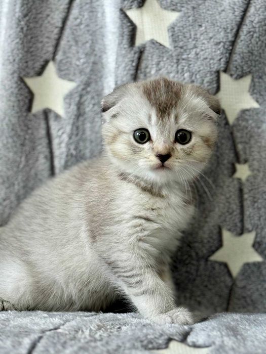 шикарная малышка шиншилла