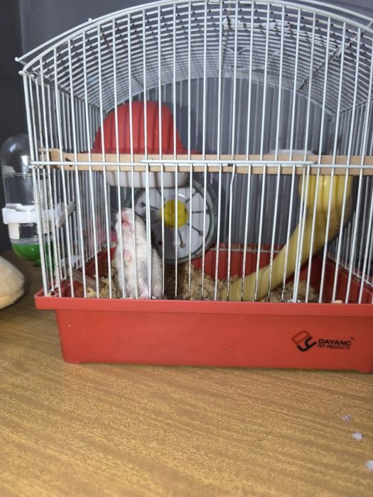 Джунгарики хомяки.