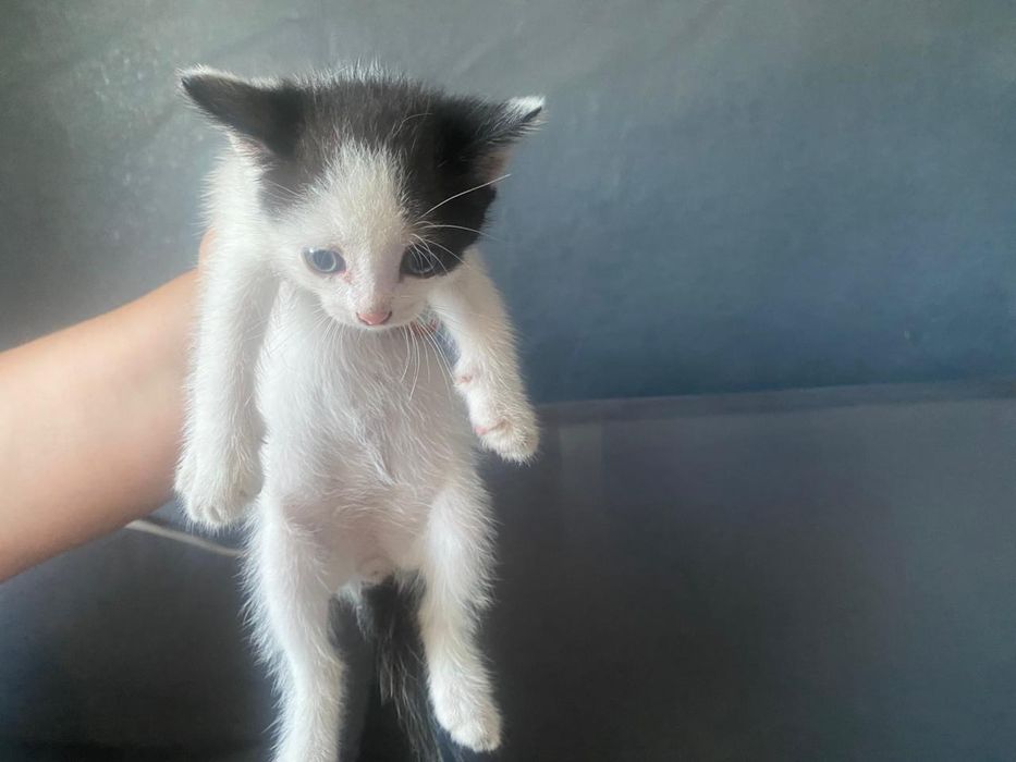 Отдам котят кушают сами