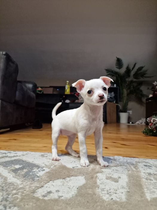 Момиче чихуахуа на 3м