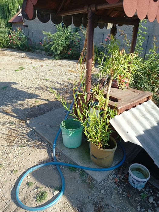 Casa de vanzare Salcioara Ghinesti DB