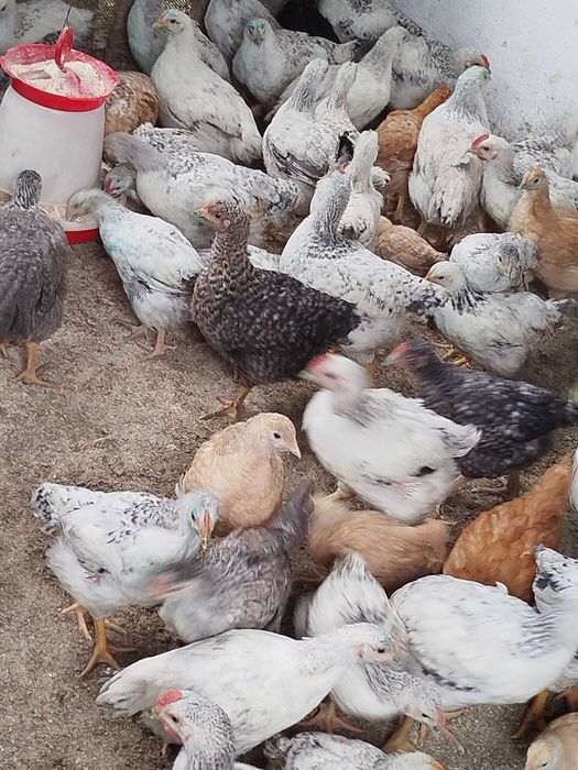 Pui de rasă mixtă de vânzare 20lei buc.