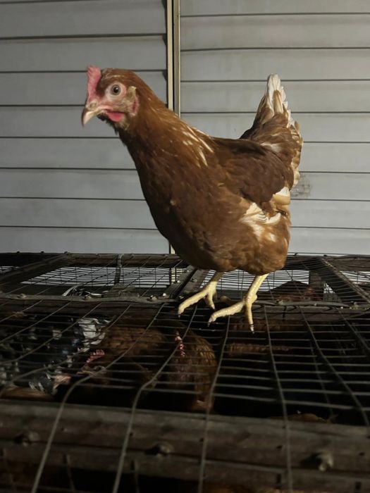 Ломан Браун 6 месяцев