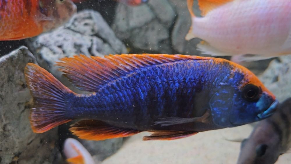 Ciclide africane (haps)