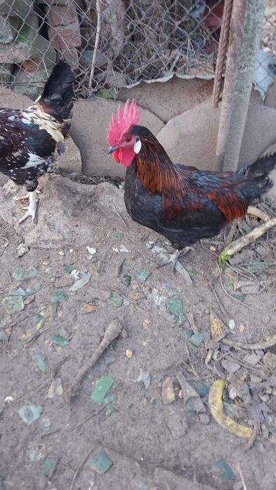 Пролетни петли многоцветни