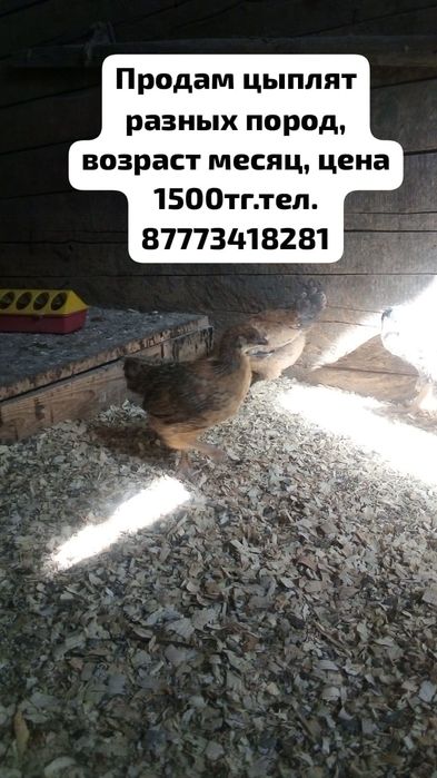 Продам цыплят, возраст месяц