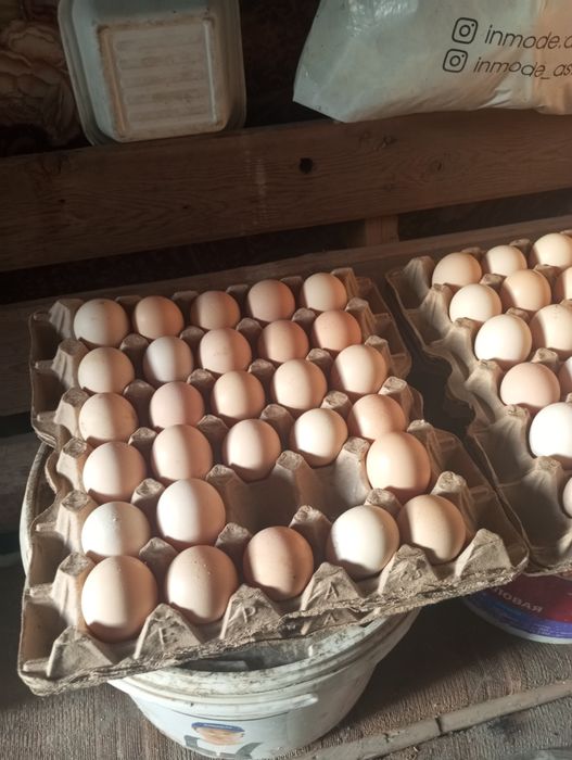 Бойцовое яйцо  по всем вопросам обращайтесь