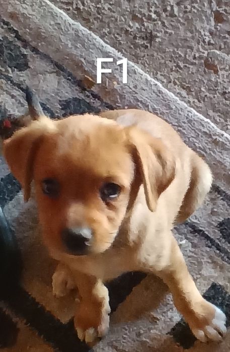 Ofer spre adoptie caini talie mica GRATIS