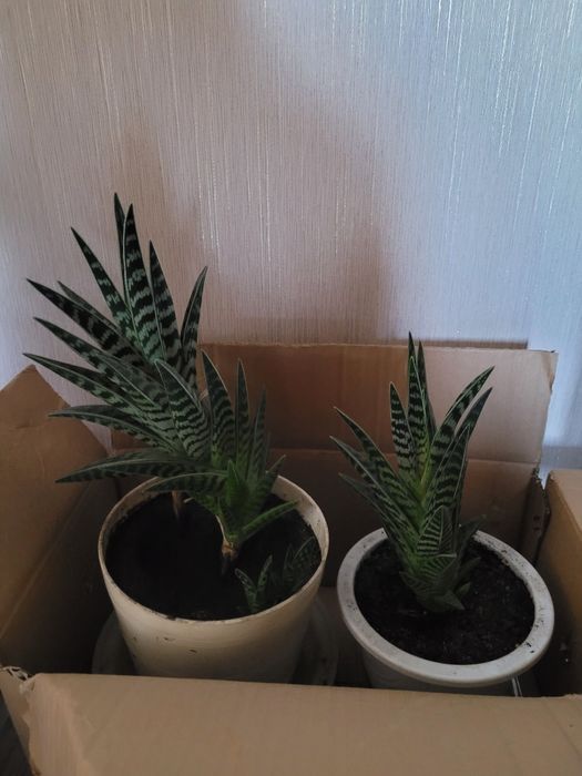 Продам комнатные цветы