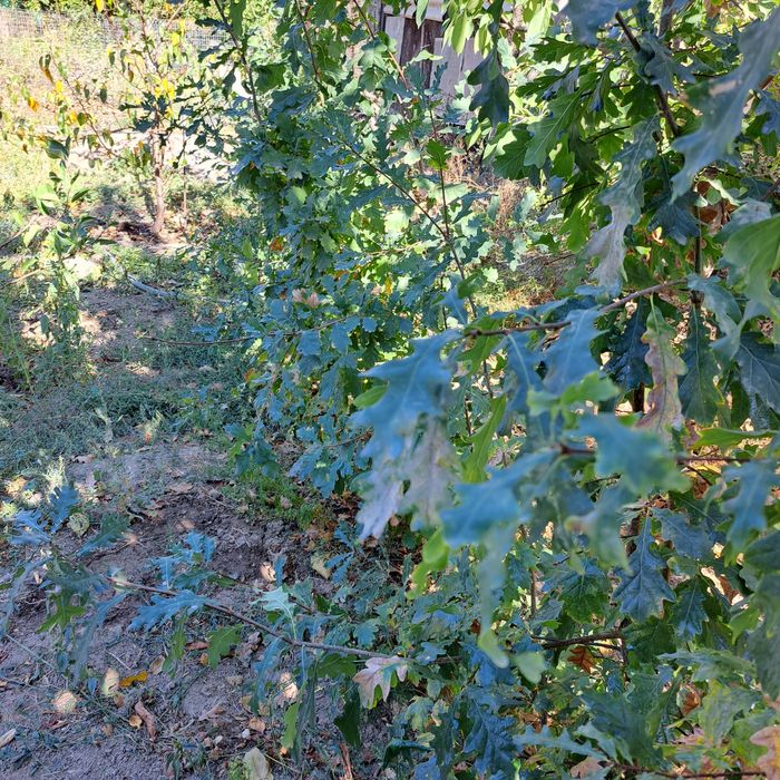 Продам саженцы дуба