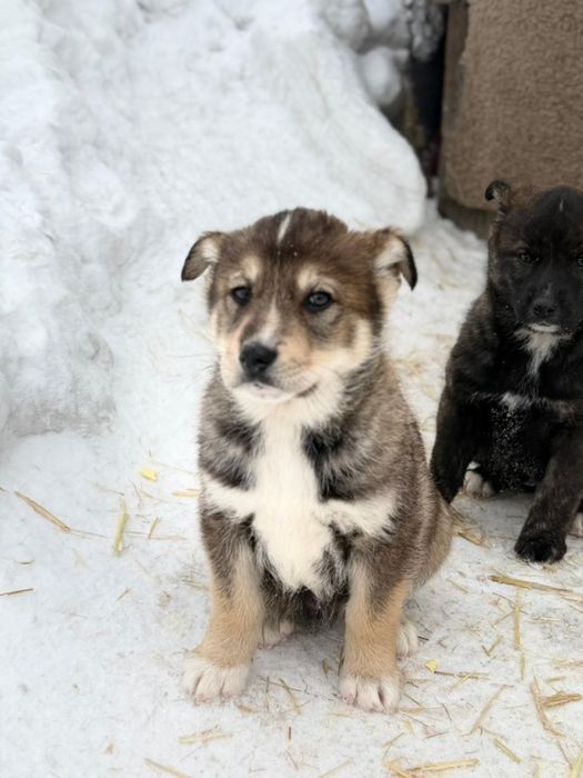 Отдам бесплатно щенков