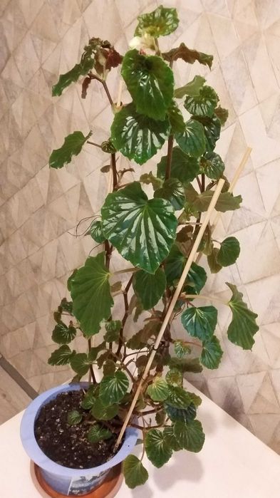 Продаю комнатные цветы разные