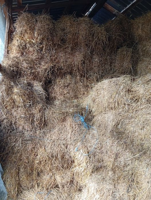 Vând baloți de lucernă și fan