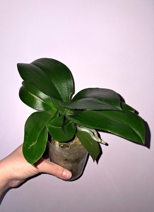 Орхидея Фаленопсис НЕ в цвету сейчас