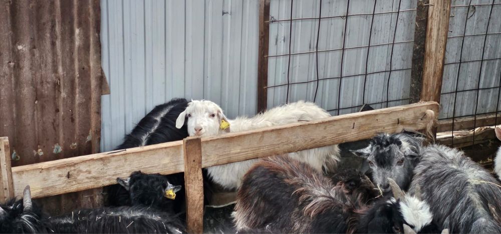 14 мыңнан әдемі текешіктер бар