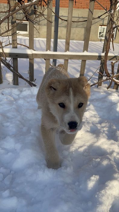 Щенок тобета девочка срочно