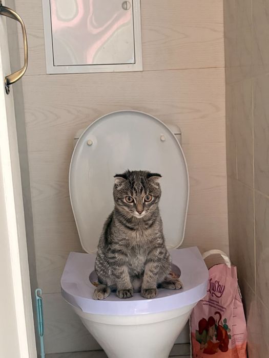 Вязка Скотиш фолд