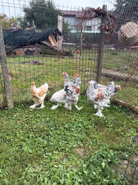 Brahma rotgesattelt