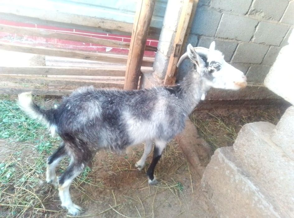 Срочно орыс ешкі лағымен сатылады