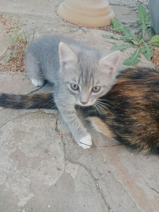 Котята мальчик и девочка