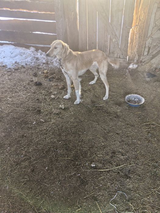 Тазы рабочий ургашы