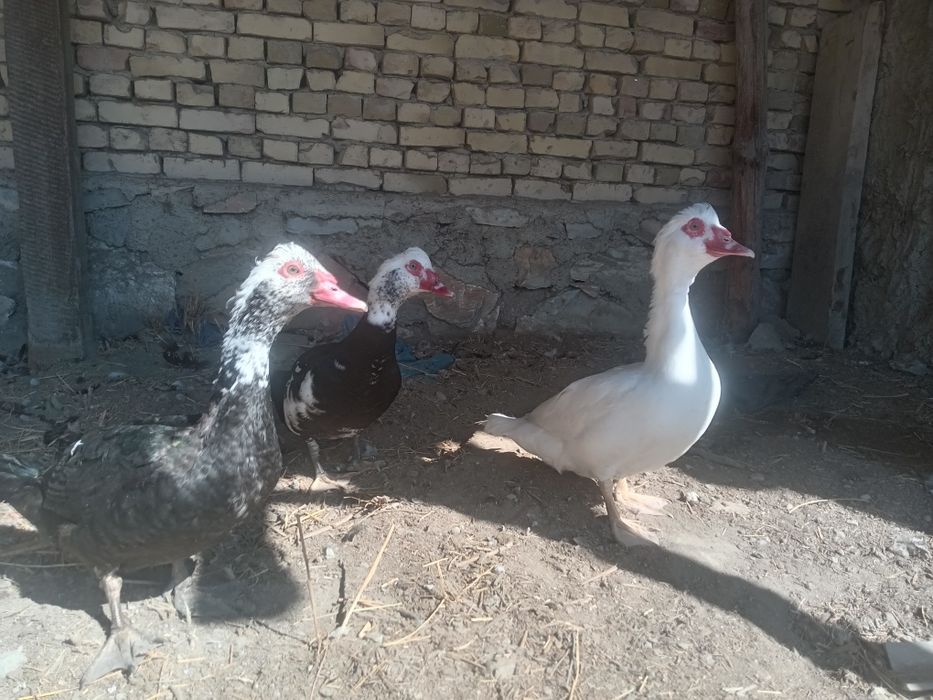 Инда утка сотилади