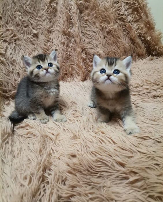 Золотистая шиншилла