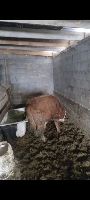 Бычок откорымда баиланган сатылады