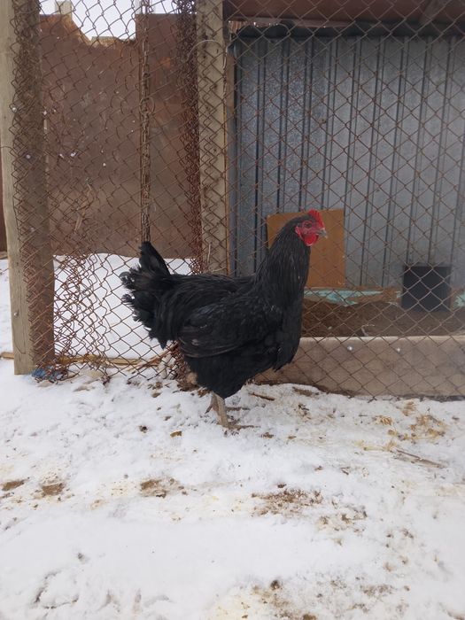 Тауық парода қара гегант