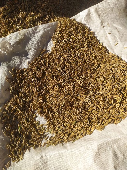 Vând porumb boabe si ovaz – calitate bună