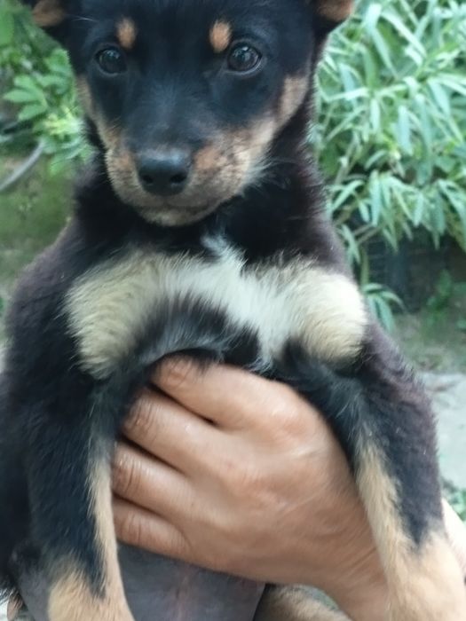Cățeluse  gratis adopție