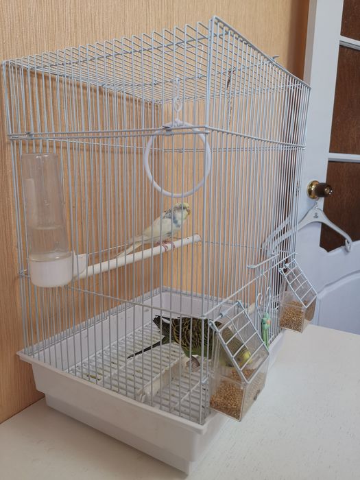 Продам попугаев 2шт