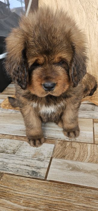 Тибетски мастиф с родословие